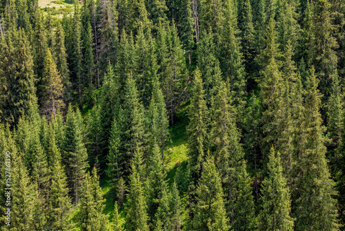 pine forest in the morning