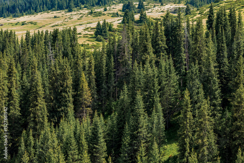 pine trees in the mountains