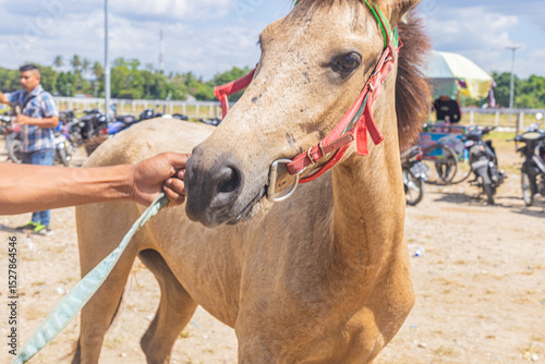 East sumba, Indonesia – 06. 10. 2025 – Horse owners gather around the measuring station to determine their horse's competition class and are ready to pay the registration fee