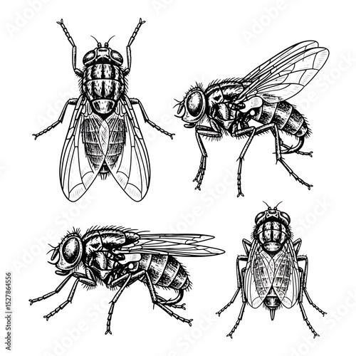 Detailed Ink Sketch of Four Flies in Various Poses with Intricate Wing Veins
