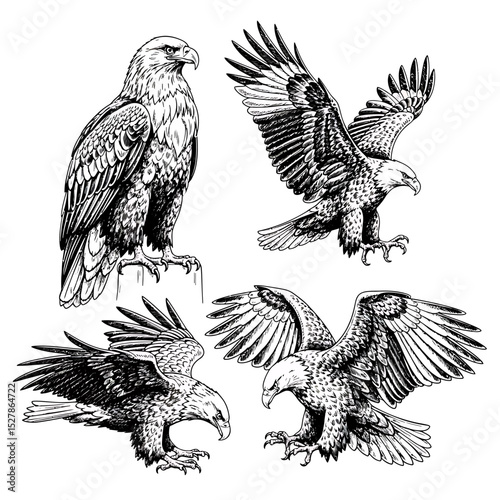 Detailed Black and White Illustrations of Majestic Eagles in Various Poses