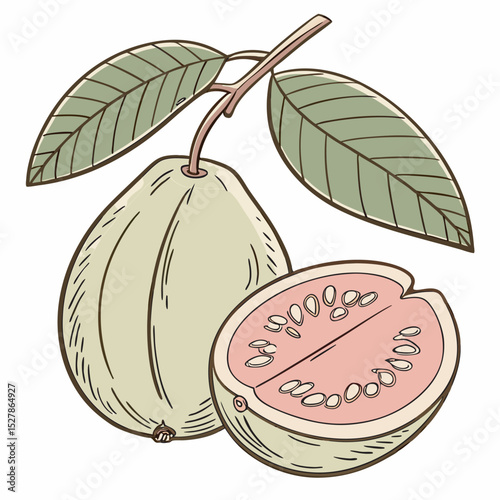 vector illustration of guava with leaves.