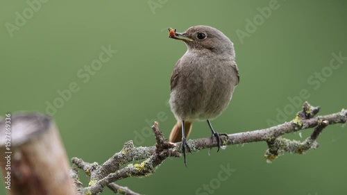A common red start in the wild