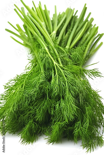 Fresh Green Dill Herb Bunch Isolated on White Background