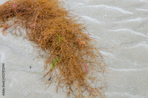 Clump of brown stringy seaweed washed up on the beach