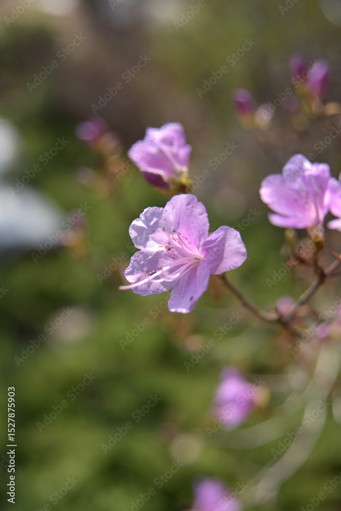 Obraz premium 햇살 아래 진달래 꽃