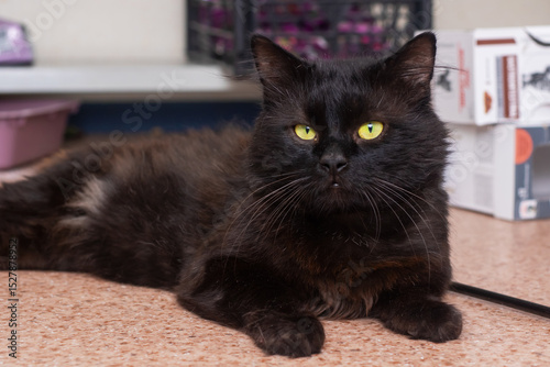 A black cat with yellow eyes is laying on the floor