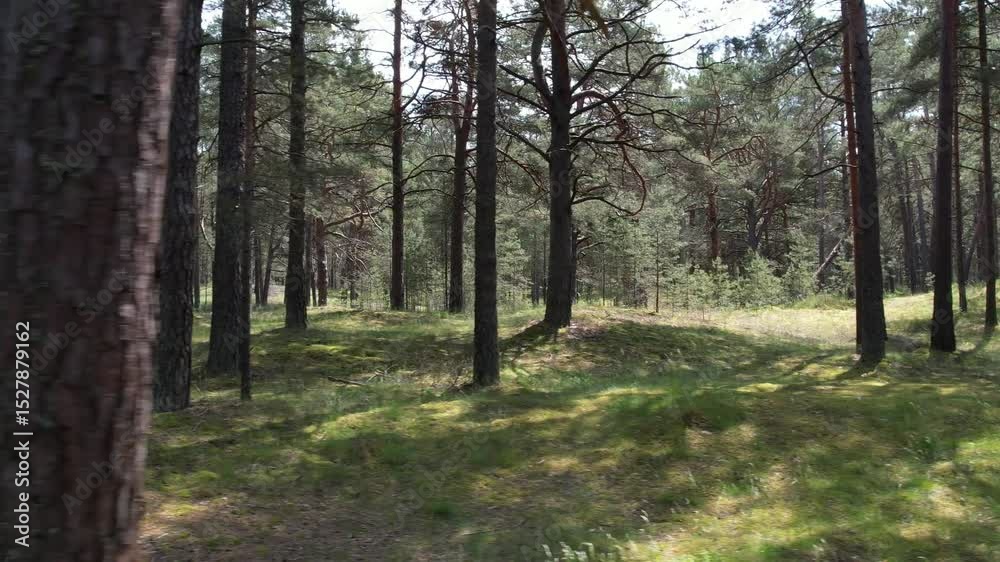 Aerial View of Peaceful Pine and Birch Forest with Lush Green Undergrowth on a Sunny Summer Day Aerial View of Peaceful Pine and Birch Forest with Lush Green Undergrowth on a Sunny Summer Day