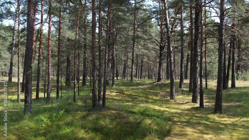 Aerial View of Peaceful Pine and Birch Forest with Lush Green Undergrowth on a Sunny Summer Day Aerial View of Peaceful Pine and Birch Forest with Lush Green Undergrowth on a Sunny Summer Day