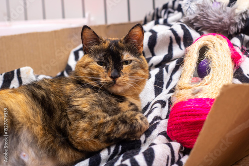 There is a calico cat comfortably laying on a zebra print blanket