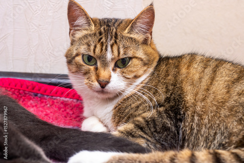 A brown and white cat is comfortably laying on a soft pink blanket