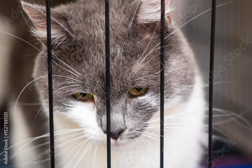 A gray and white cat is sitting behind the bars, gazing intently at the camera