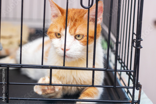 An orange and white cat is comfortably laying in a cage