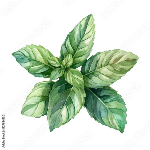 watercolor vector of Mint, high quality, isolated on a white background.