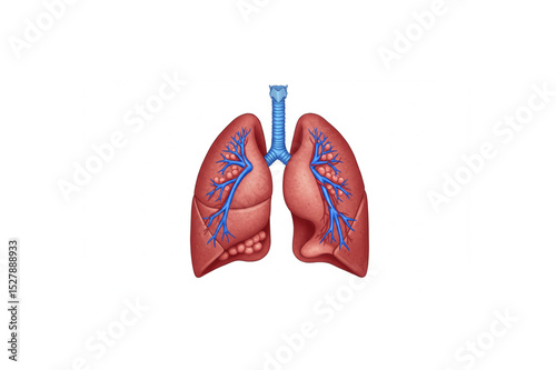 High-quality scalable lung anatomy design perfect for medical publications, educational materials, or healthcare branding projects.