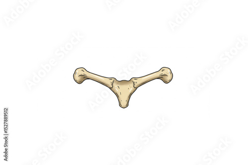 High-quality Scalable Clavicle Bone Graphic Perfect for Medical Illustrations Anatomy Diagrams and Educational Resources