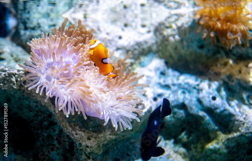 Fototapeta Naklejka Na Ścianę i Meble -  Colorful marine life featuring a vibrant orange clownfish nestled in sea anemones within a peaceful coral reef habitat. The natural beauty and biodiversity found in tropical underwater environments.