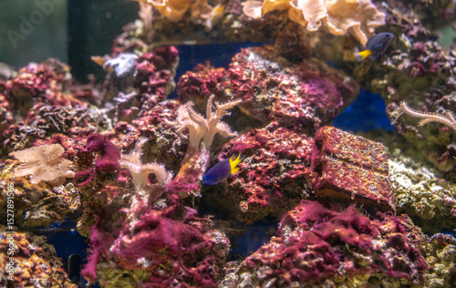 Fototapeta Naklejka Na Ścianę i Meble -  Colorful coral reef ecosystem with diverse marine life swimming among coral formations in tropical aquarium. Underwater biodiversity conservation efforts and natural beauty. Environmental awareness.