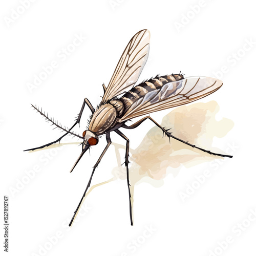 Mosquito, watercolor painting vector, high quality, isolated on a white background.