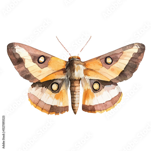 watercolor vector of Moth, high quality, isolated on a white background.