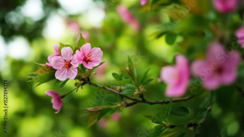 Delicate Pink Blossoms in a Spring Garden 4k Video