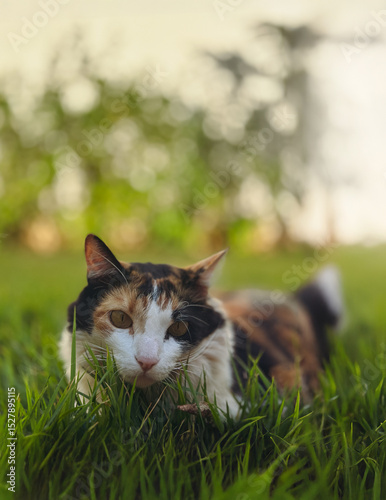 Cat Tricolor Laying down on Grass in the Home Garden at Sunset