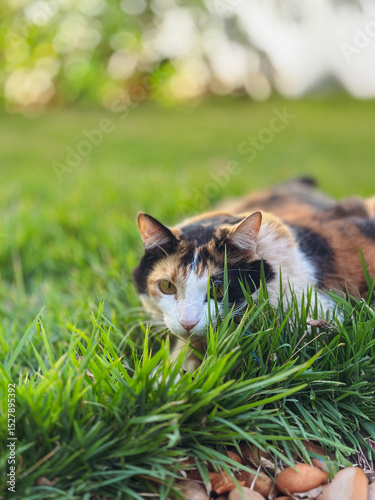 Cat Tricolor Laying down on Grass in the Home Garden at Sunset