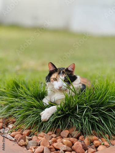 Cat Tricolor Laying down on Grass in the Home Garden at Sunset