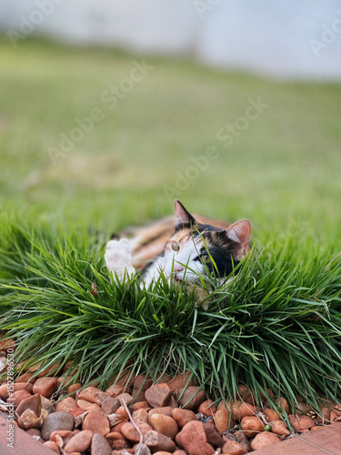Cat Tricolor Laying down on Grass in the Home Garden at Sunset