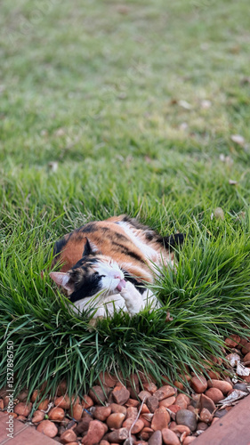 Cat Tricolor Laying down on Grass in the Home Garden at Sunset