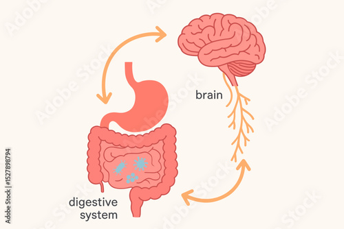 Gut-brain axis vector illustration. Medical diagram of the connection and communication between the human brain and digestive system. Gut microbiota, stomach, and intestines.