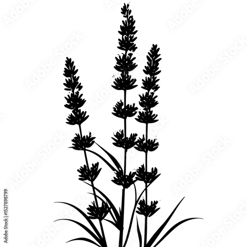 a black silhouette of a plant of lavender on a white background black, flower, illustration, lavender, plant, silhouette , Generative art.