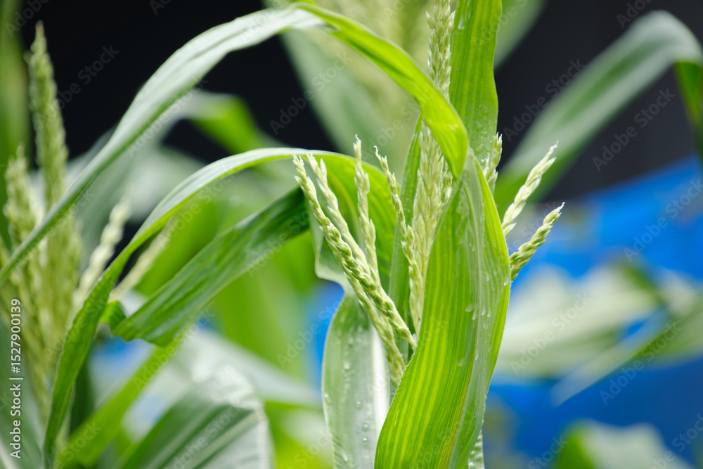 Obraz premium 自家栽培のとうもろこし