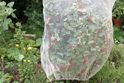 The redcurrants bush is covered with a protective mesh bag. Protection from birds such as blackbirds and barrier against harmful insects.