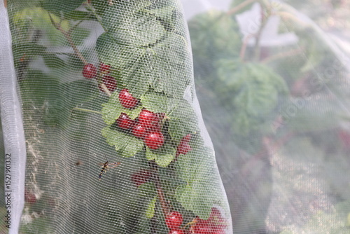 Synanthedon tipuliformis insect and the redcurrants bush covered with a protective mesh bag. Protection from birds such as blackbirds and barrier against harmful insects.