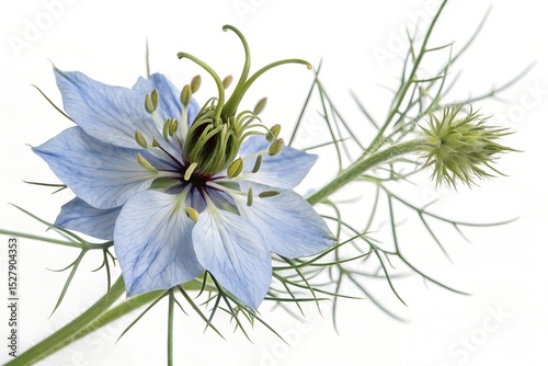 blue nigella sativa flower on white background