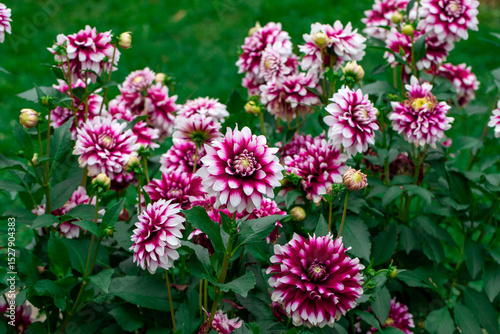 Pink and White Dahlias Blooming in a Lush Garden Setting