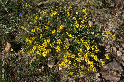 Lotier corniculé, Lotus corniculatus