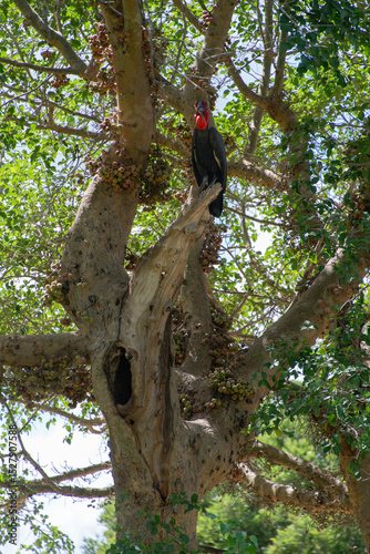 Bucorve du Sud, Grand calao terrestre, Nid, Bucorvus leadbeateri, Southern Ground Hornbill