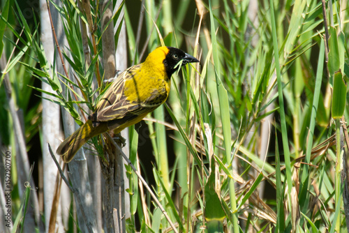 Tisserin intermédiaire,
Ploceus intermedius, Lesser Masked Weaver