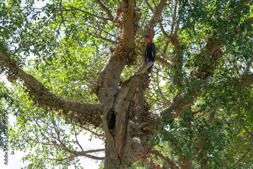Bucorve du Sud, Grand calao terrestre, Nid, Bucorvus leadbeateri, Southern Ground Hornbill