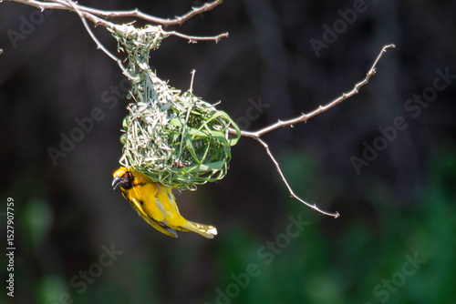 Tisserin à tête rousse, nid,.Ploceus velatus, Southern Masked Weaver