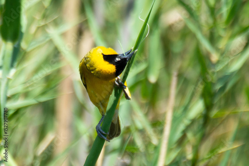 Tisserin intermédiaire,.Ploceus intermedius, Lesser Masked Weaver