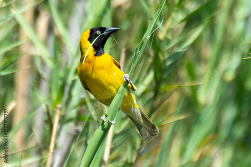 Tisserin intermédiaire,
Ploceus intermedius, Lesser Masked Weaver