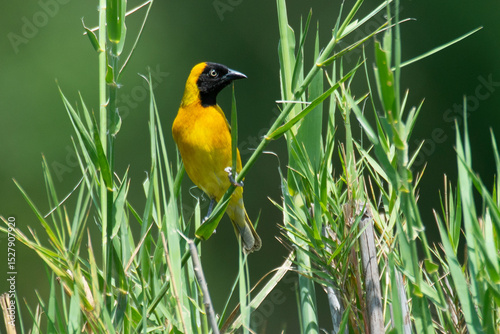 Tisserin intermédiaire,.Ploceus intermedius, Lesser Masked Weaver