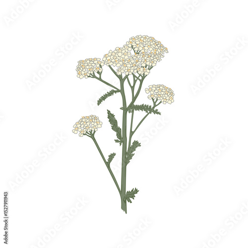 Bloom floral vector illustration isolated on white background