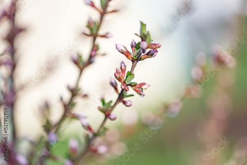 Beautiful spring tree blossoms. Plum tree flowers. Spring Design. Blooming branch at spring garden. Easter banner. Spring flowers reason of allergy.