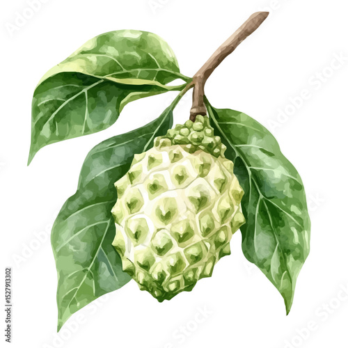 watercolor vector of Noni, high quality, isolated on a white background.