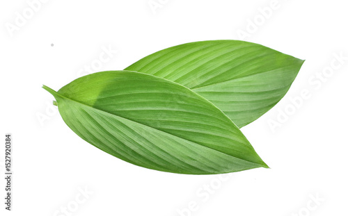 Fresh leaves of turmeric (Curcuma longa) ginger medicinal herbal,png