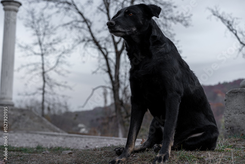 Black dog sitting quietly under a cloudy sky near trees in an outdoor setting during autumn
